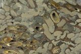Polished Fossil Teredo (Shipworm Bored) Wood - England #177071-1